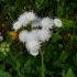 Ageratum houstonianum 'Weißer Schnitt' -- Leberbalsam